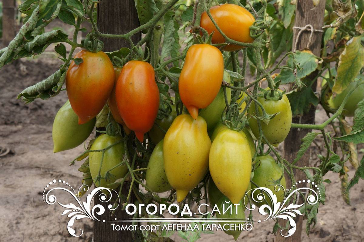 Молодой сорт, набирающий популярность среди дачников — томат «легенда тарасенко», идеальный для выращивания в открытом грунте