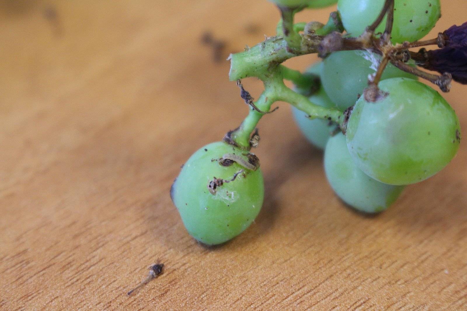Листовертка на винограде: меры борьбы, как бороться, чем обработать