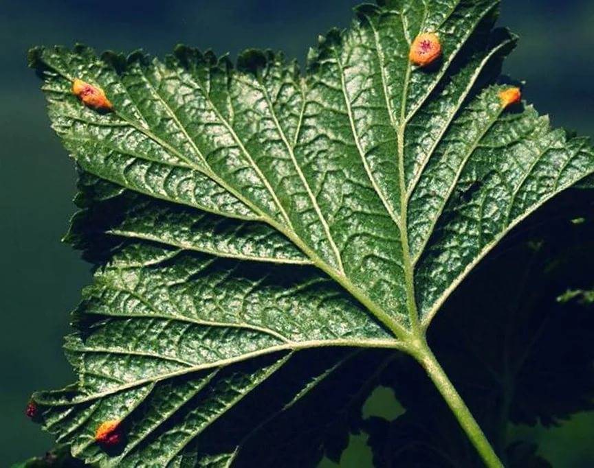 Красные пятна на листьях смородины фото