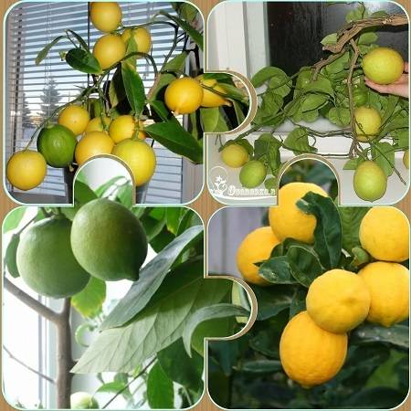 Что сделать, чтобы лимон плодоносил в домашних условиях?
