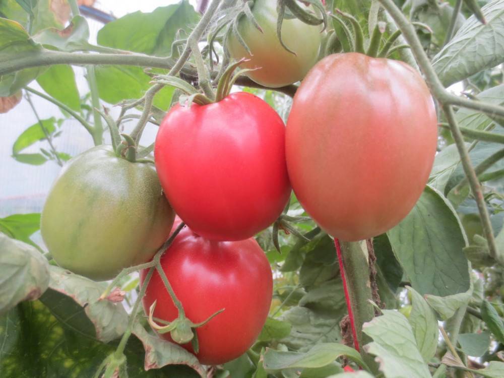 Характеристика томата малиновый ожаровский и агротехника выращивания