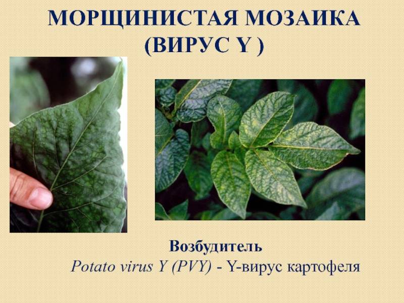 ᐉ мозаика картофеля: понятие, виды, методы борьбы, профилактика - roza-zanoza.ru