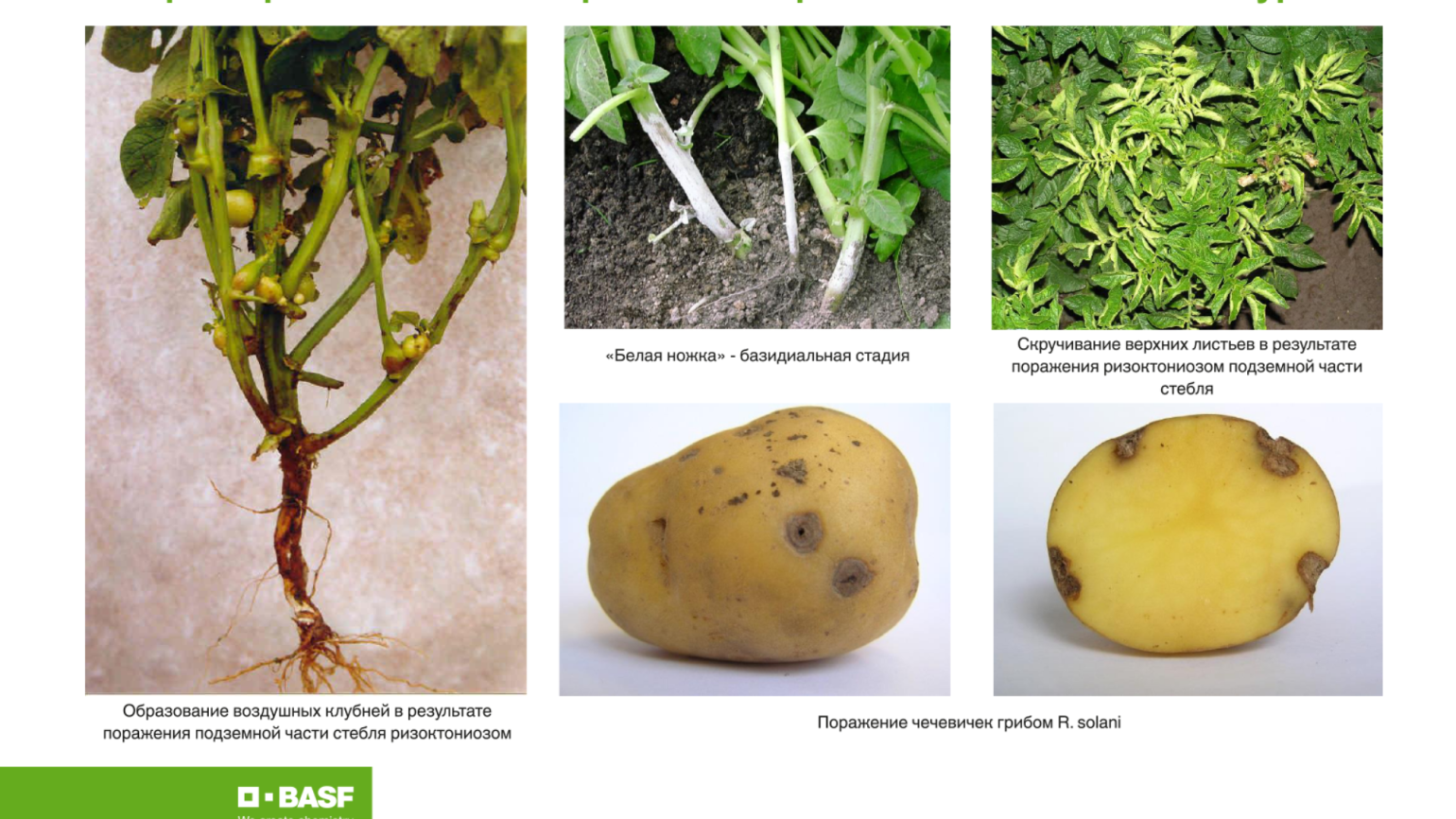 Описание и виды картофельной парши, эффективные меры борьбы с ризоктониозом