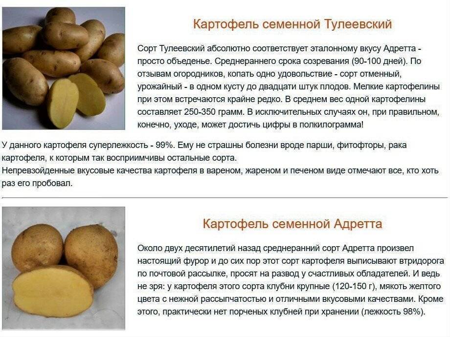 Какой сорт картофеля самый урожайный в беларуси