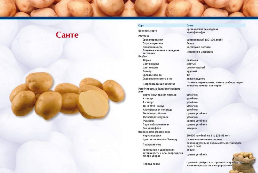 Описание и характеристика сорта картофеля Санте, правила посадки и уход