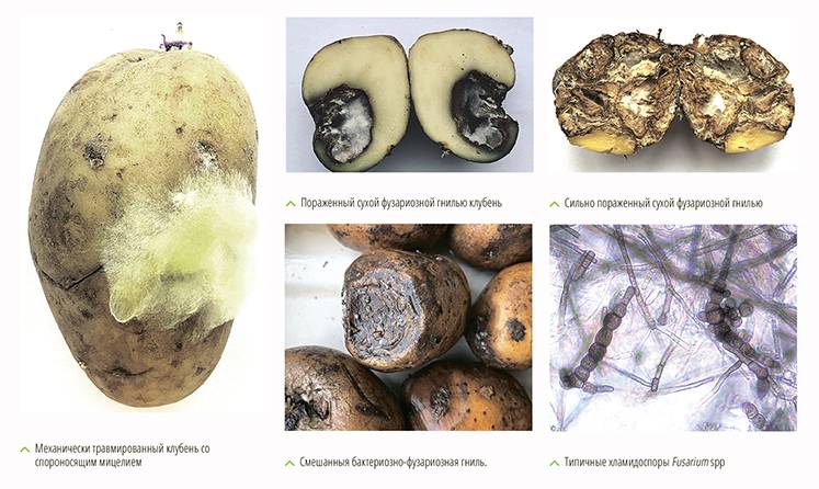 Фузариоз картофеля: описание заболевания с фото, лечение, методы борьбы, устойчивые к фузариозу сорта картофеля, отзывы