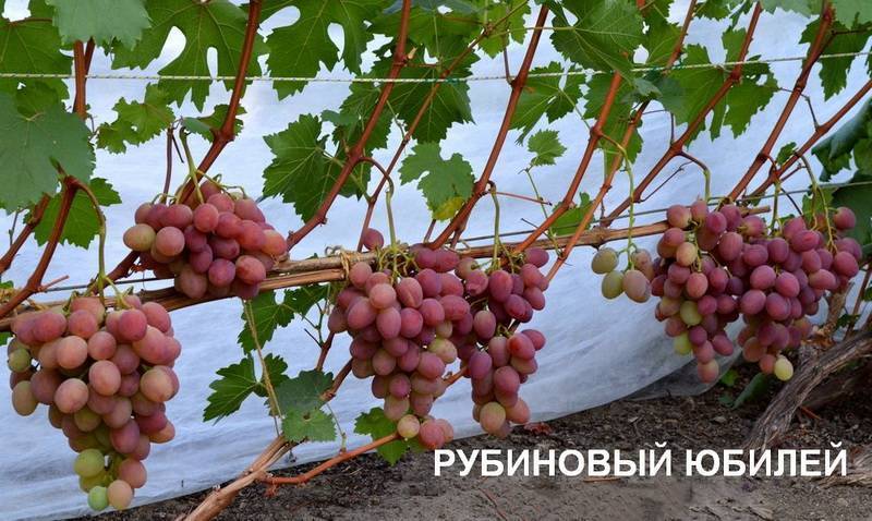 Виноград рубиновый юбилей: описание и характеристики сорта, выращивание и уход