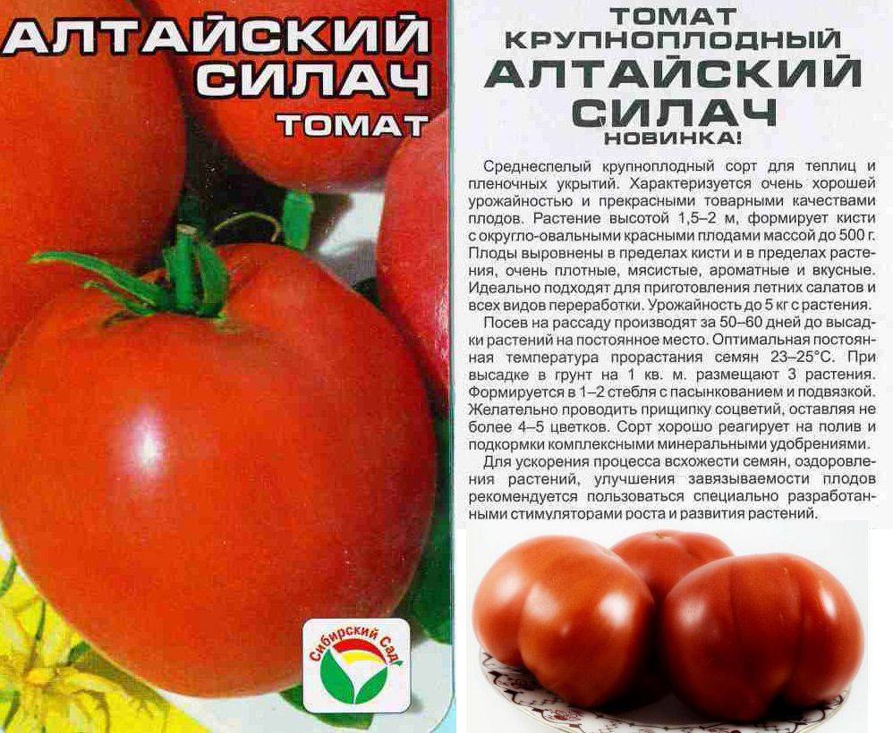 Сорта томатов для подмосковья для теплиц и открытого грунта