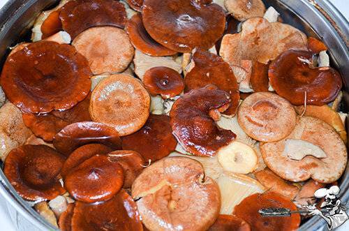 Как засолить грибы серушки на зиму- рецепт пошаговый с фото