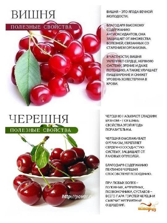 Польза вишни для здоровья человека :: syl.ru
