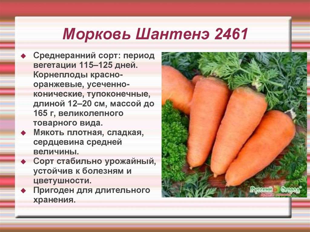 Морковь "нантская 4": описание сорта, фото, отзывы