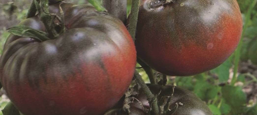 Обзор томата сорта черномор – его описание и правила выращивания
