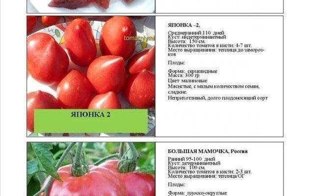 Томат урал f1: описание сорта, особенности выращивания и урожайность