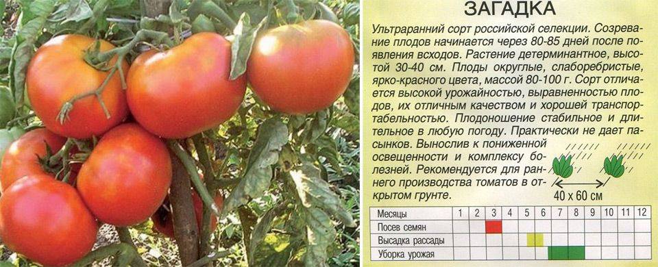 Томат "загадка природы" характеристика и описание сорта, отзывы, фото – все о томатах. выращивание томатов. сорта и рассада.