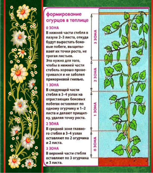 Как прищипывать огурцы в теплице: детальная инструкция, пошаговое фото – сад и огород своими руками