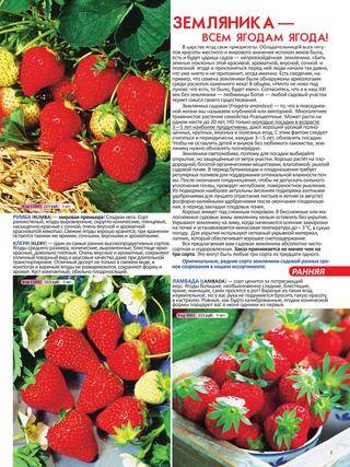 Ремонтантная клубника кама: отзывы, фото урожая, описание сорта, выращивание, посадка и уход