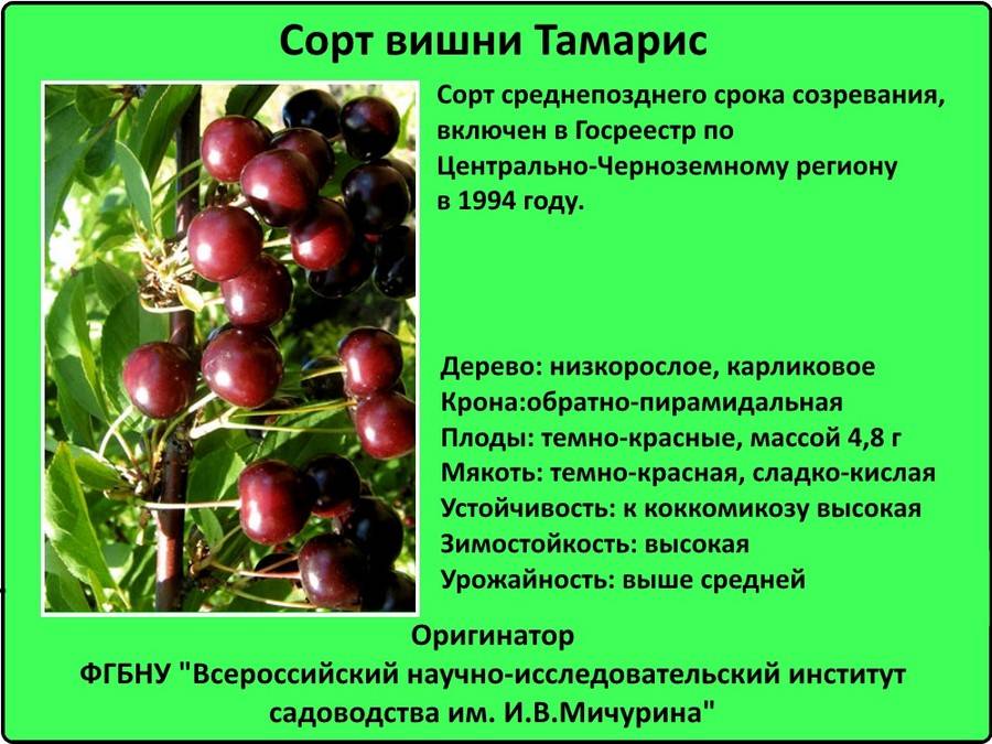 Описание вишни народной селекции сорта любская
