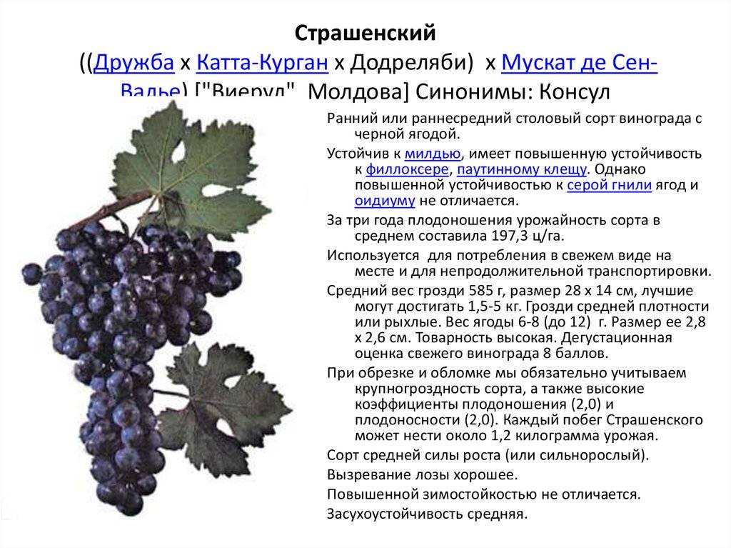 Виноград молдова: описание сорта, фото, отзывы, выращивание