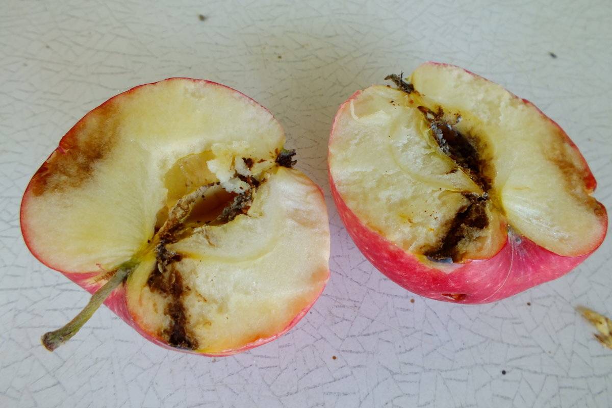 Яблонная плодожорка: методы борьбы с вредителем