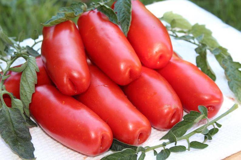 Сорт помидор аурия: урожайность и описание