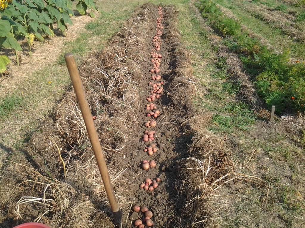 Выращивание картофеля под соломой: подготовка почвы и процесс посадки