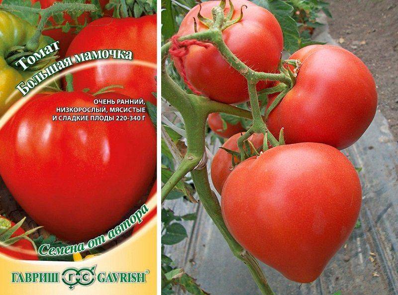 Таймыр – томат для выращивания в регионах с самым прохладным климатом