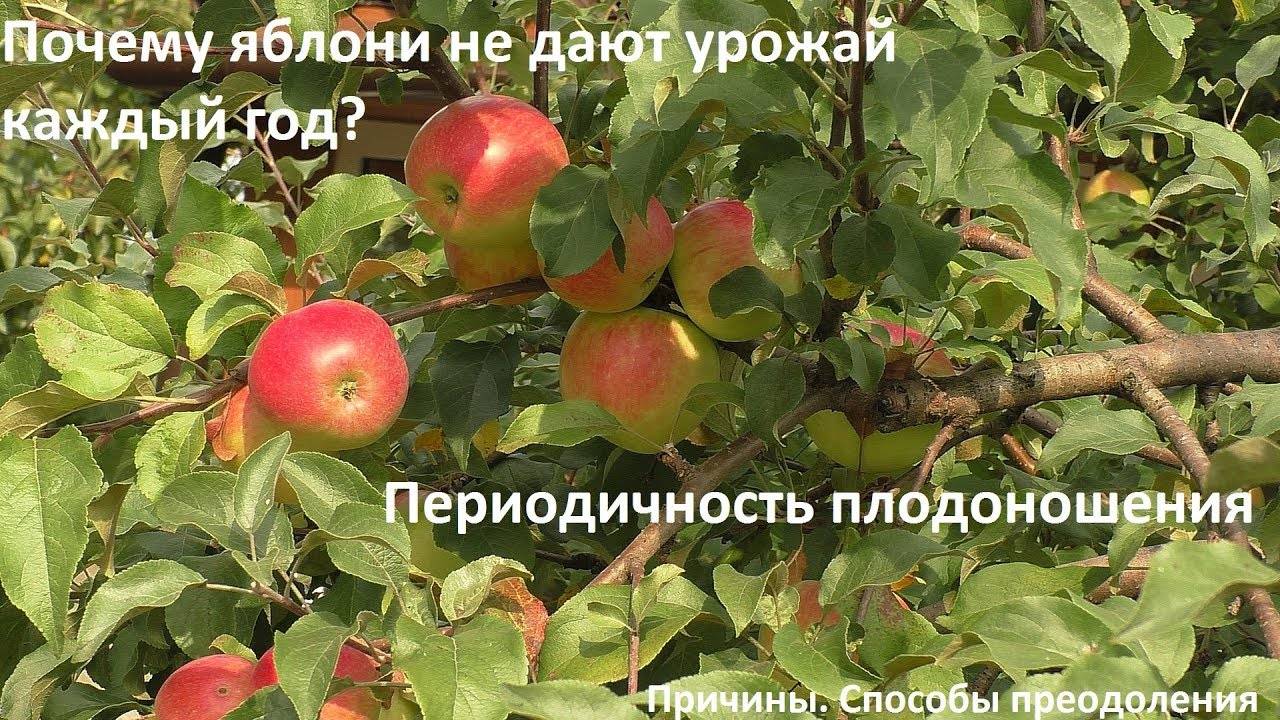 Яблоня не плодоносит: причины и что делать