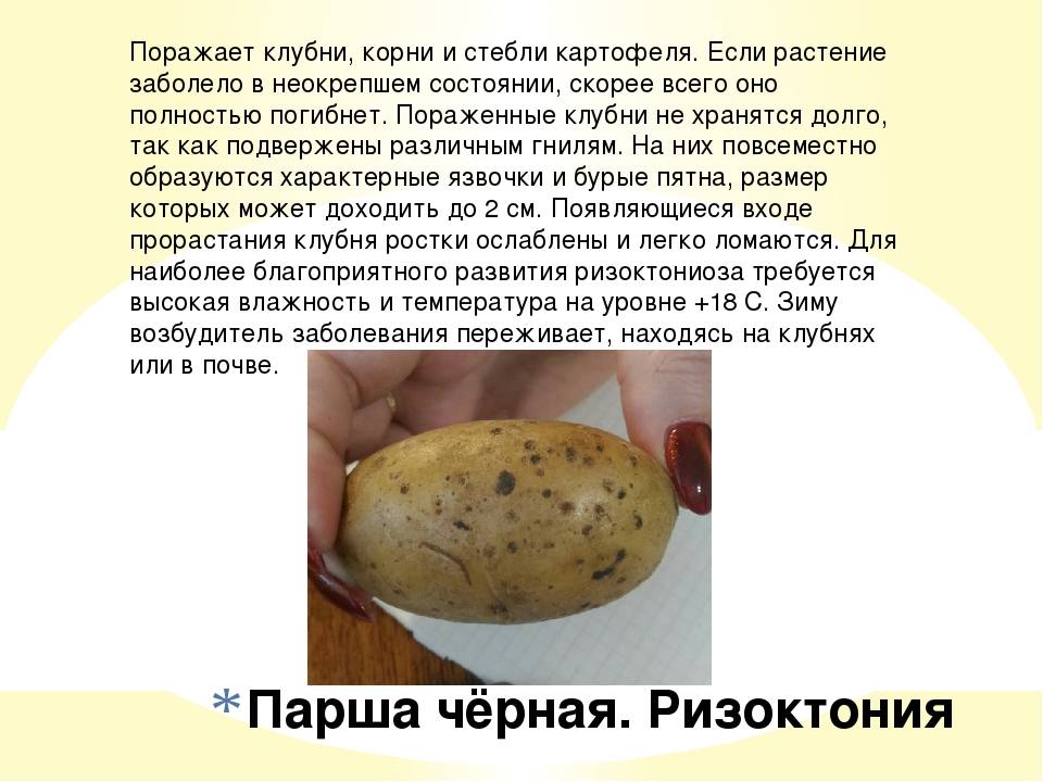 ᐉ картошка не взошла – причины и методы устранения проблемы - roza-zanoza.ru
