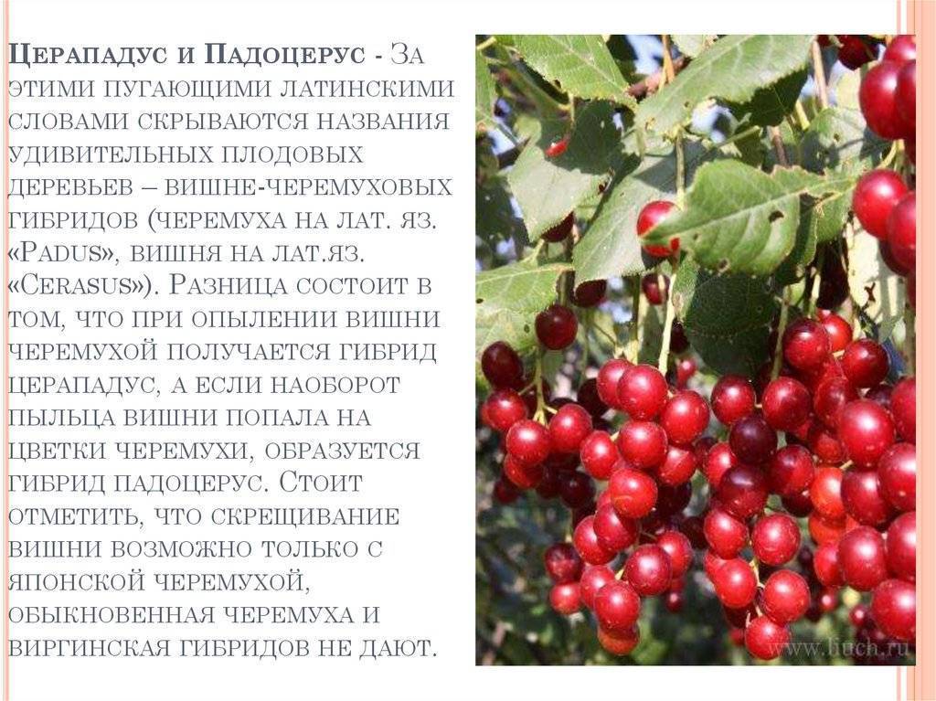 ✅ гибрид черемухи и вишни полезные свойства - питомник46.рф