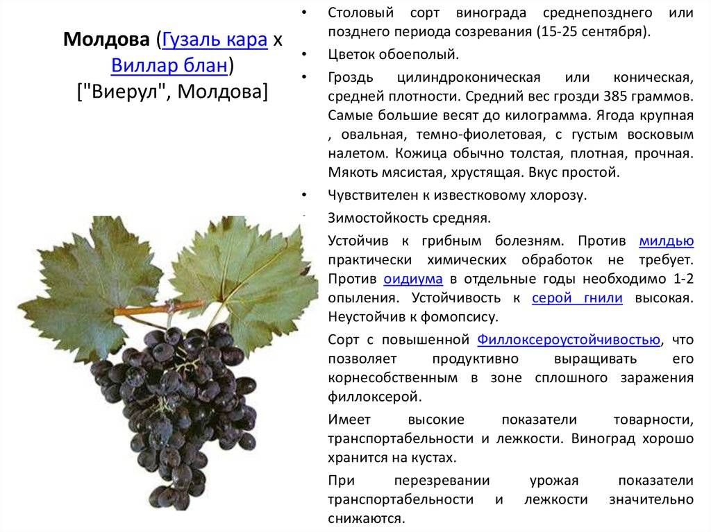 Морозоустойчивые сорта винограда - топ 10