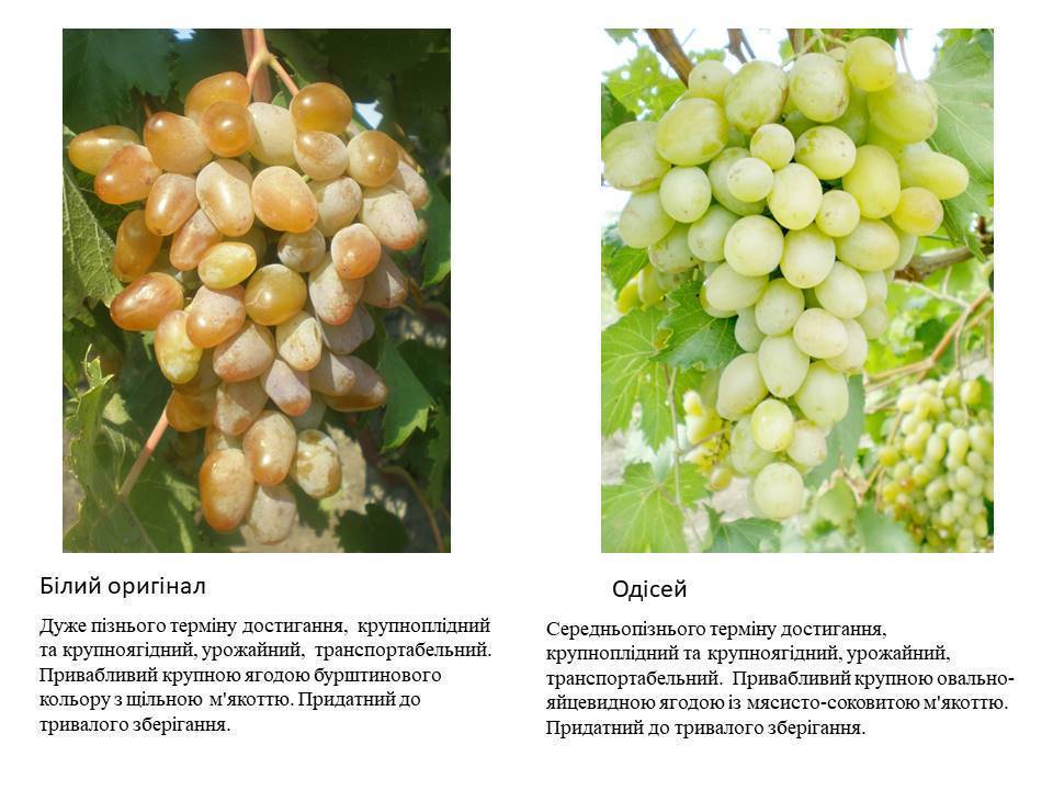 Виноград мускат ?: мускатные сорта винограда, мускат летний виноград, фото описание | qlumba.com