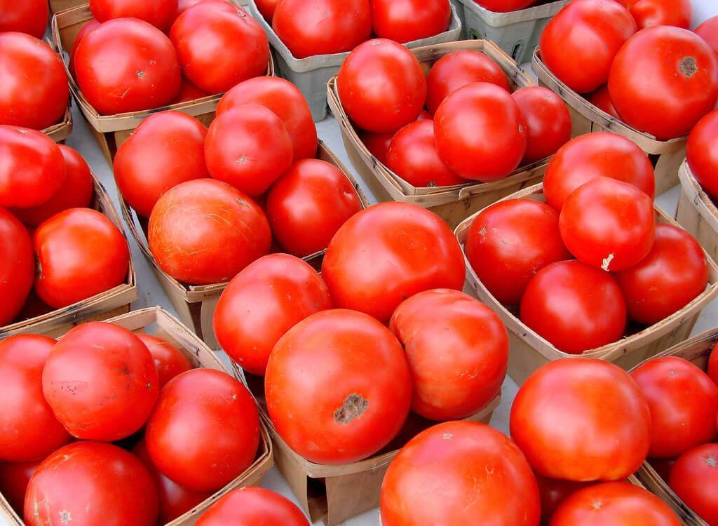 Выращивание томатов в открытом грунте в краснодарском крае