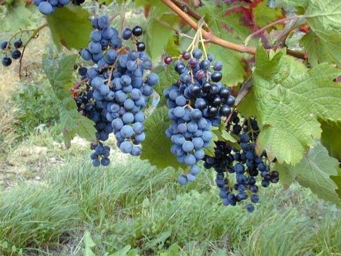 Бесштамбовая формировка кустов винограда — floraprice.ru