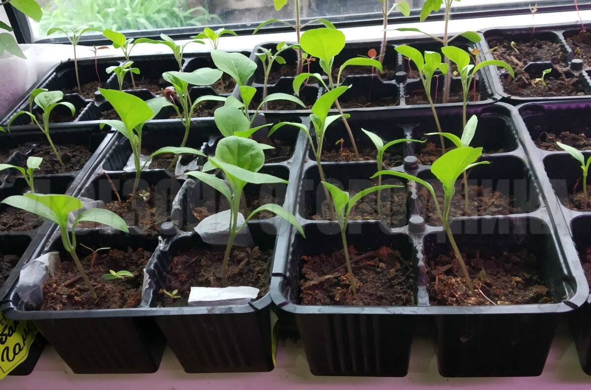 Как посадить и вырастить баклажаны