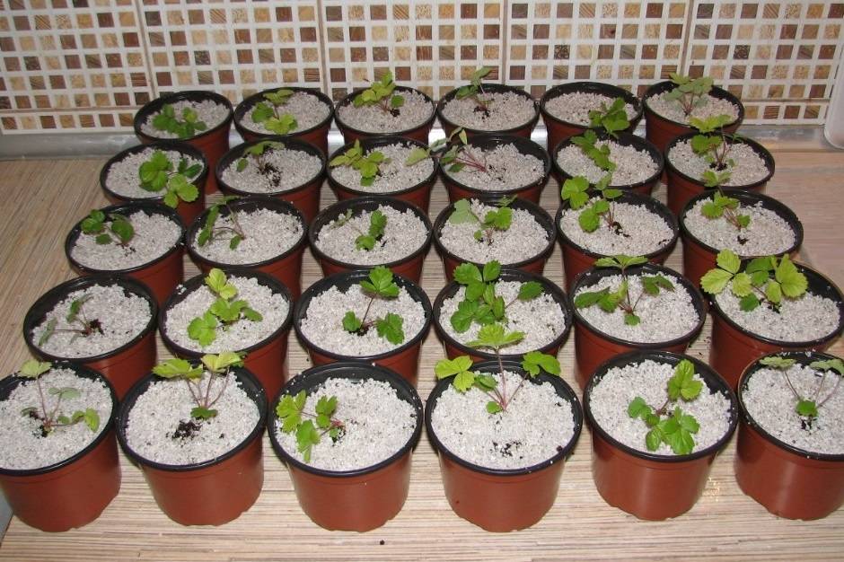 Выращивание клубники (садовой земляники) из семян в домашних условиях. фото — ботаничка