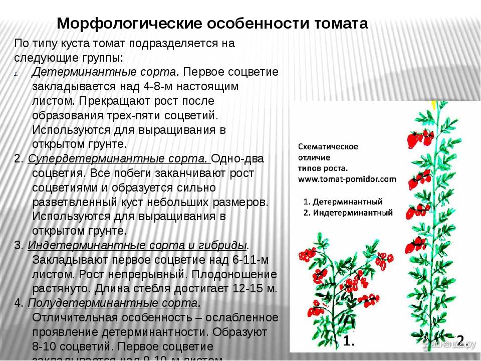 Томат "палка": характеристика и описание сорта колоновидных помидор с фото, отзывы об урожайности