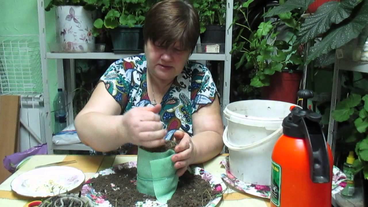 Посев в улитки: разбираем в деталях самый компактный способ выращивания рассады