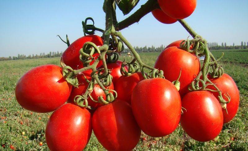 Томат рио гранде: характеристика и особенности выращивания