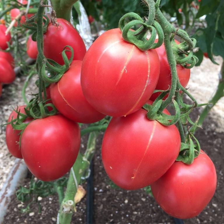 Простой в уходе и красивый томат — крымская роза: описание сорта и особенности выращивания