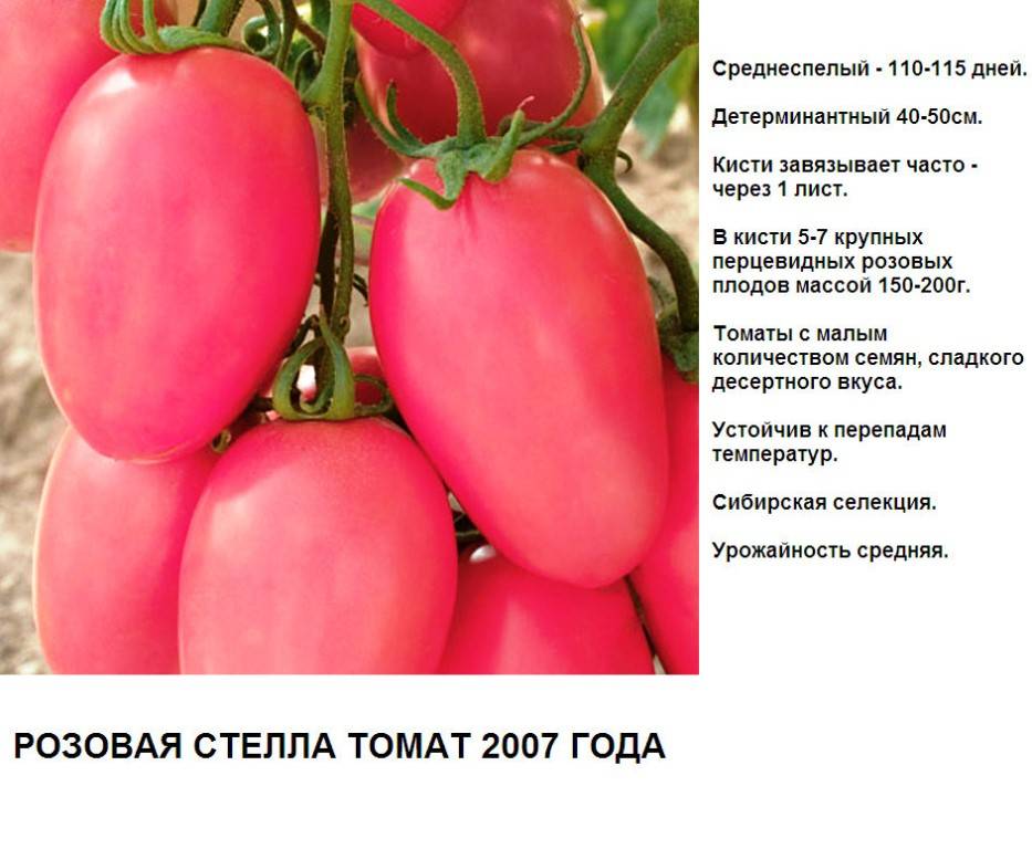 Описание томата эфемер и его характеристика, особенности выращивания