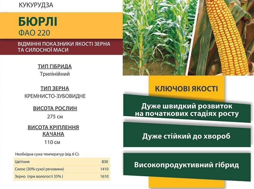 Урожайность кукурузы: от чего зависит, лучшие сорта, как повысить на зерно с 1 га, уход