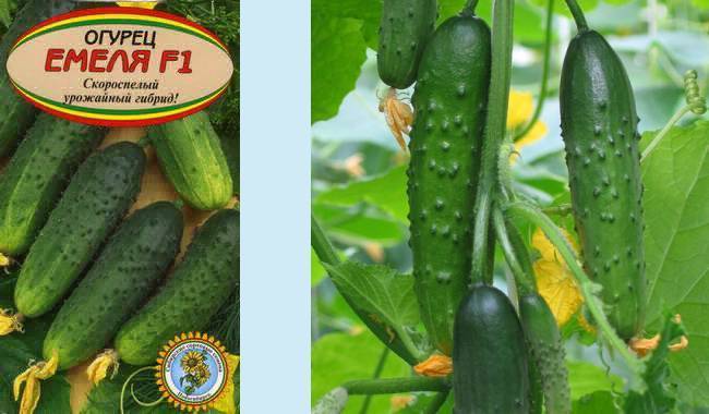 Сорт огурцов емеля f1: описание, выращивание и уход