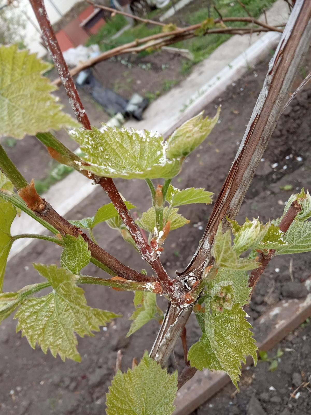 Белый налет на листьях винограда: как бороться и чем обработать, что делать для лечения