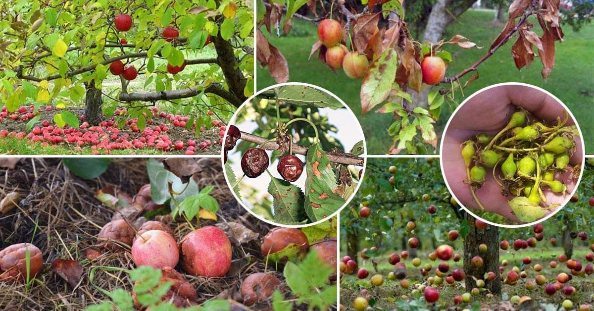 Почему яблоня сбрасывает плоды до их созревания раньше времени