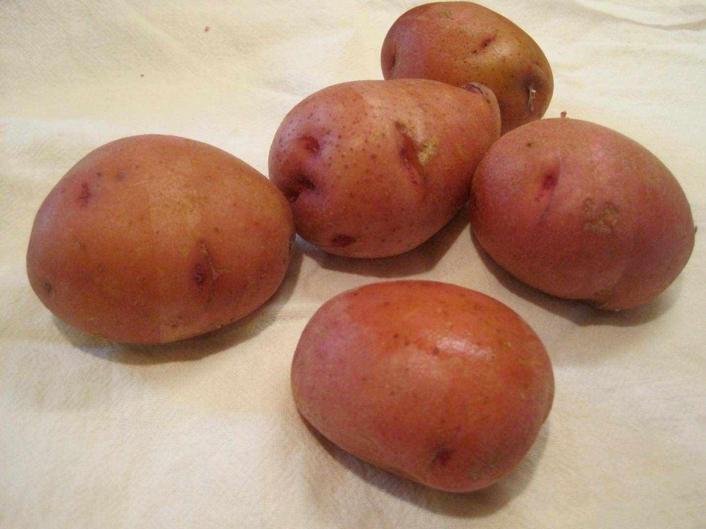 Сорта картофеля по алфавиту фото и описание в беларуси