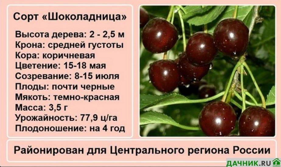 Сорта вишни для северо-запада — петербургский клуб дачников и любителей загородной жизни 12 соток