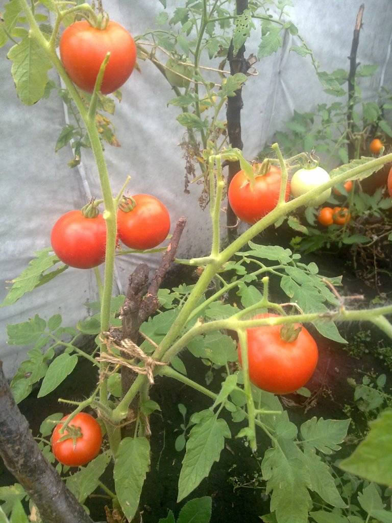 Описание сорта томата жар-птица, особенности выращивания и урожайность