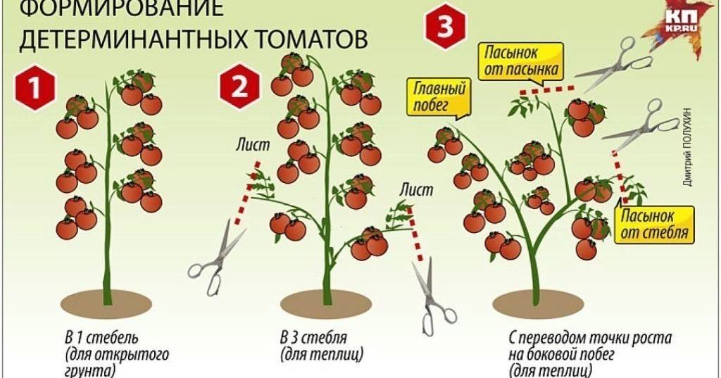 Формирование томатов в 2 стебля в теплице: схема (видео + фото) » eтеплица