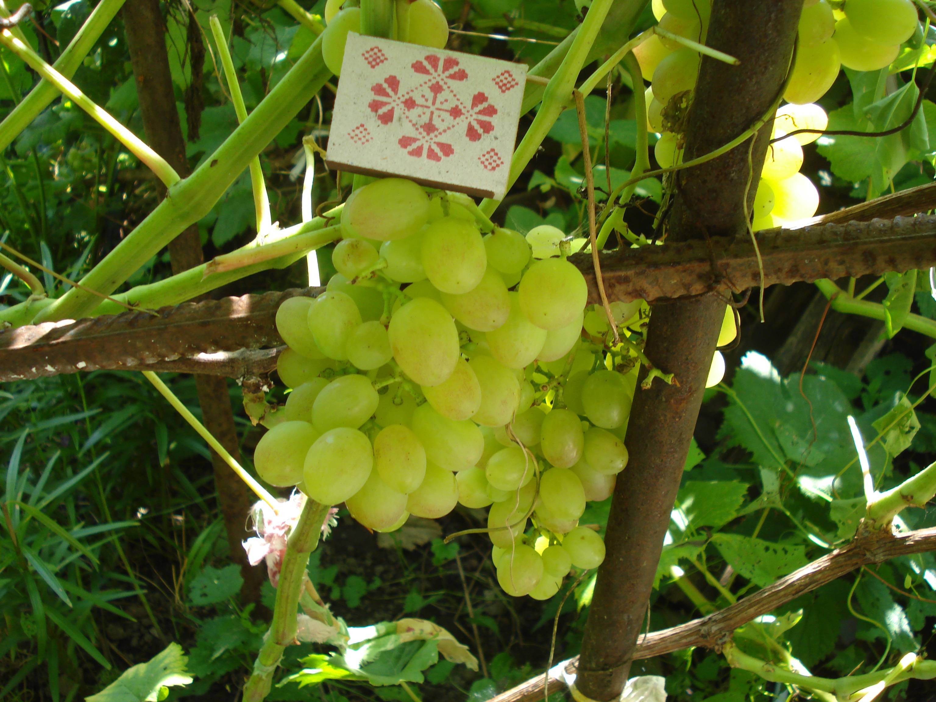 Сорт винограда кишмиш лучистый описание сорта фото
