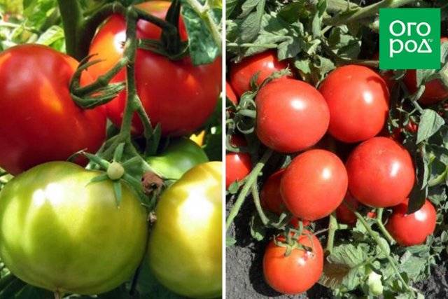 Выращивание томатов маруся: чем хорош сорт и как за ним ухаживать?